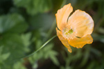 Orange Welsh Poppy (Meconopsis cambrica var. aurantiaca)