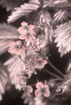 Wild Strawberry (Fragaria vesca) flowers [UV]