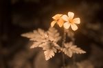 Herb Robert (Geranium robertianum) flower [UV]