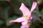 Pink Clematis montana flower