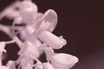 White Wisteria flower [IR]