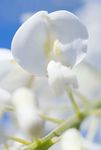 White Wisteria flower
