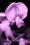 White Wisteria flower [UV]
