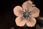 Wild Strawberry (Fragaria vesca) flower [UV]