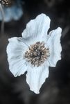 Meconopsis cambrica var. aurantiaca (Orange Welsh Poppy) flower [UV]