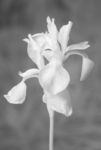 Iris sibirica 'Tropic night' flowers [IR]
