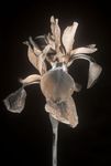 Iris sibirica 'Tropic night' flowers [UV]