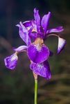 Iris sibirica 'Tropic night' flowers