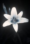 Yellow Day-lily (Hemerocallis lilioasphodelus) flower [UV]