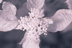 Cornus alba 'Elegantissima' flowers [IR]