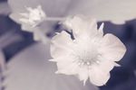 Garden Strawberry (Fragaria × ananassa) flower close-up [IR]
