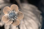 Garden Strawberry (Fragaria × ananassa) flower [UV]