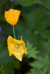 Orange Welsh Poppy (Meconopsis cambrica var. aurantiaca) flower