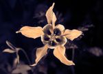 Aquilegia caerulea 'Crimson Star' flower [UV]