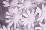 Silver Ragwort (Jacobaea maritima) flowers [IR]