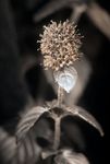 Water Mint (Mentha aquatica) in flower [UV]