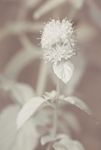 Water Mint (Mentha aquatica) in flower [IR]