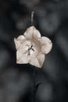 Campanula persicifolia 'Telham Beauty' flower [UV]