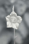 Campanula persicifolia 'Telham Beauty' flower [IR]