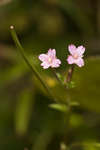 Marsh Willowherb flowers