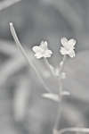 Marsh Willowherb flowers [IR]