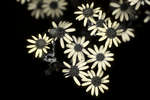 Jacobaea vulgaris (Common Ragwort) flowers [UV]