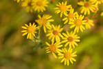 Jacobaea vulgaris (Common Ragwort) flowers