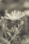 [IR] Michaelmas daisy (Aster sp.) flower