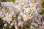 Michaelmas daisies (Aster sp.)