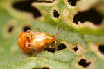 Longitarsus jacobaeae (Tansy Ragwort Flea beetle) in copula
