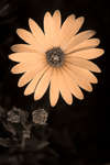 Osteospermum ecklonis flower [UV]
