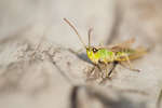 Chorthippus parallelus parallelus (Meadow Grasshopper)