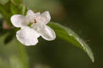 Melissa officinalis (Lemon Balm) flower