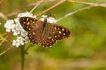 Pararge aegeria tircis (Speckled Wood butterfly)