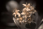 Crassula ovata (Money tree) flowers [UV]