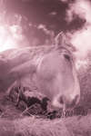 Horse eating hay [Fisheye | IR]
