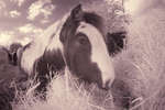 Young Gypsy-cob Horse munching hay [IR]