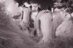 Gypsy-cob horses eating hay