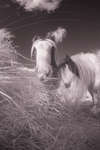Gypsy-cob horses eating hay [IR]