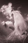 Gypsy-cob horse eating hay in infrared