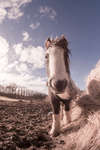 Gypsy-cob horse foal