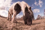Gypsy-cob horse feeding in field