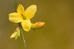 Jasminum nudiflorum (Winter jasmine flower)