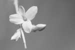 Jasminum nudiflorum (Winter jasmine flower) [IR]
