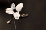 Jasminum nudiflorum (Winter jasmine flower) [UV]