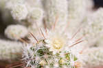 Small cactus flower