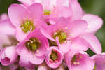 Pink Bergenia crassifolia (Elephant's ears) flowers