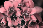 Pink Bergenia crassifolia (Elephant's ears) flowers [UV]