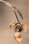Galanthus nivalis (Common Snowdrop) flower [UV]
