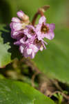 Bergenia crassifolia in flower